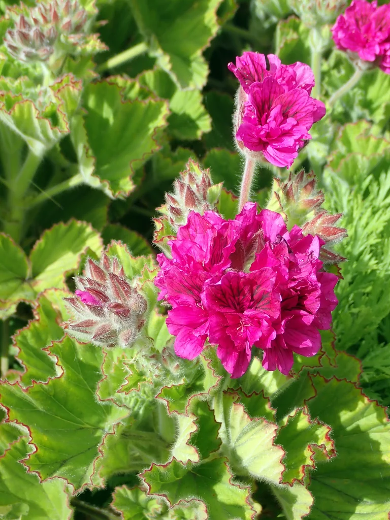 Pelargonium Domesticum