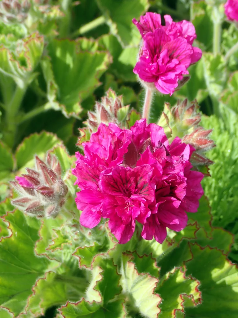 Pelargonium Domesticum