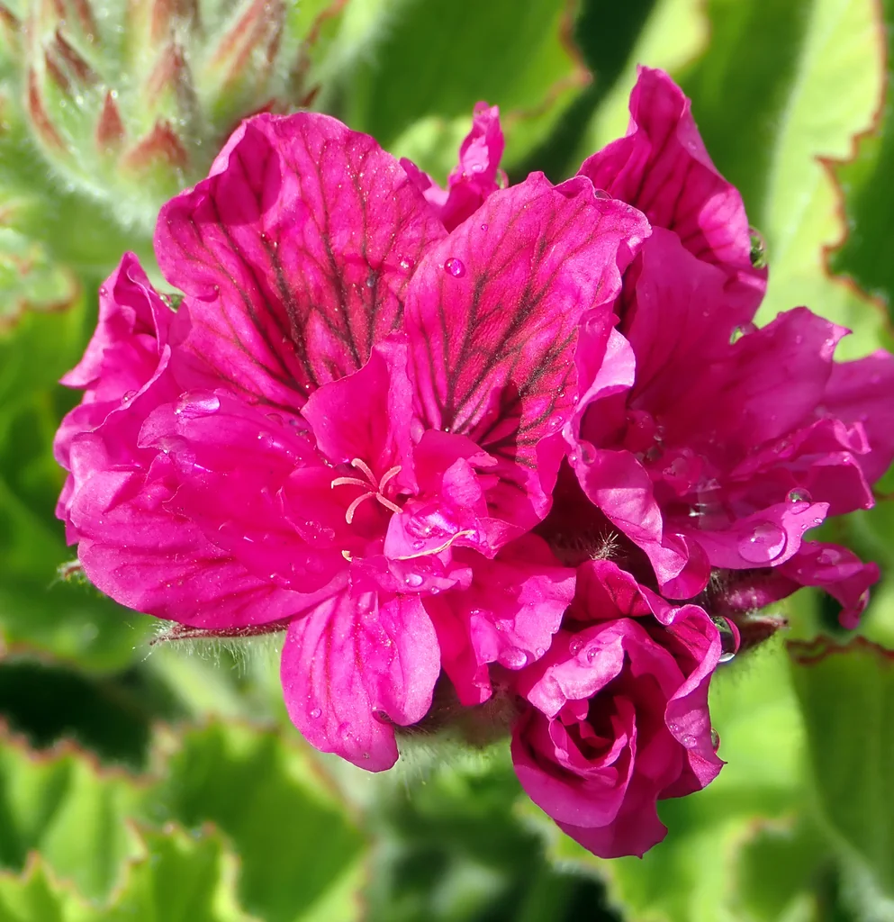 Pelargonium Domesticum