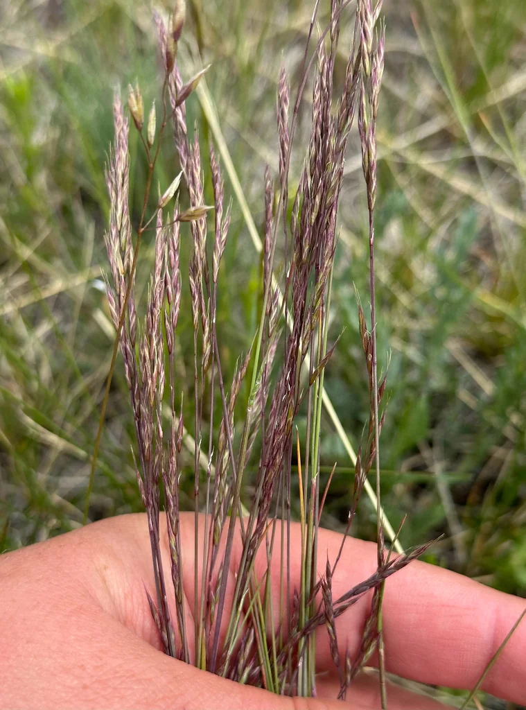Festuca Idahoensis