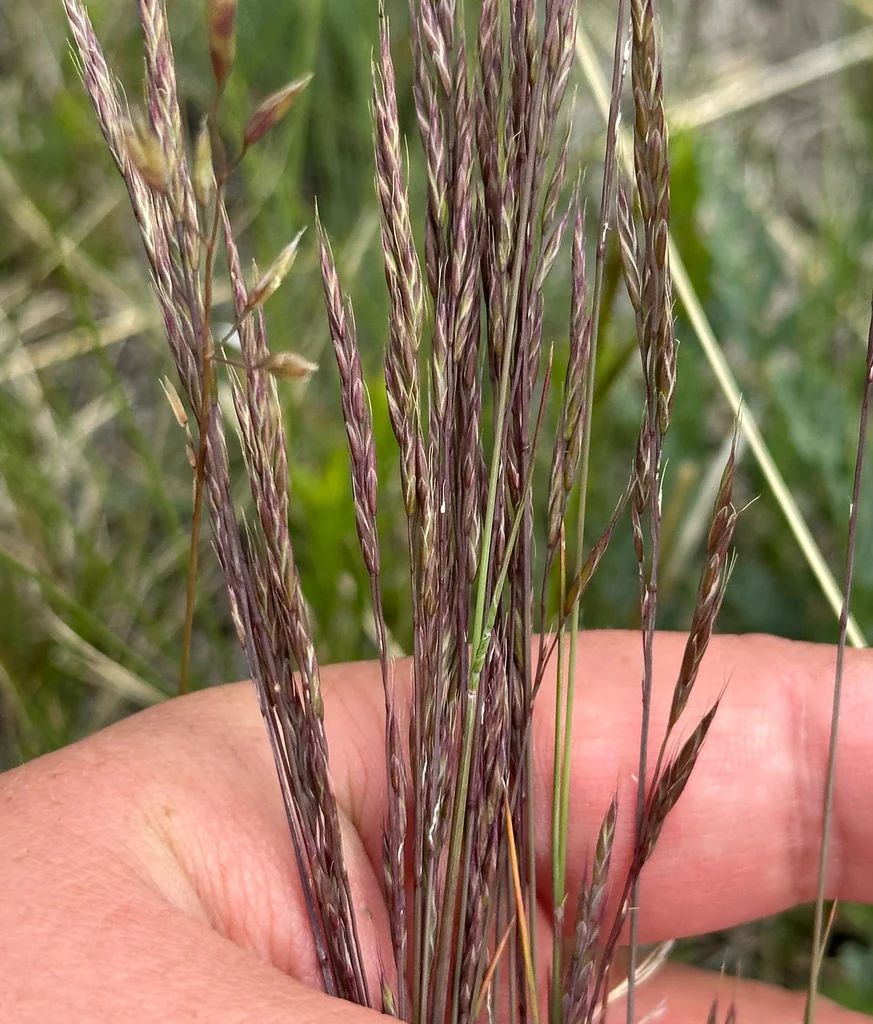 Festuca Idahoensis