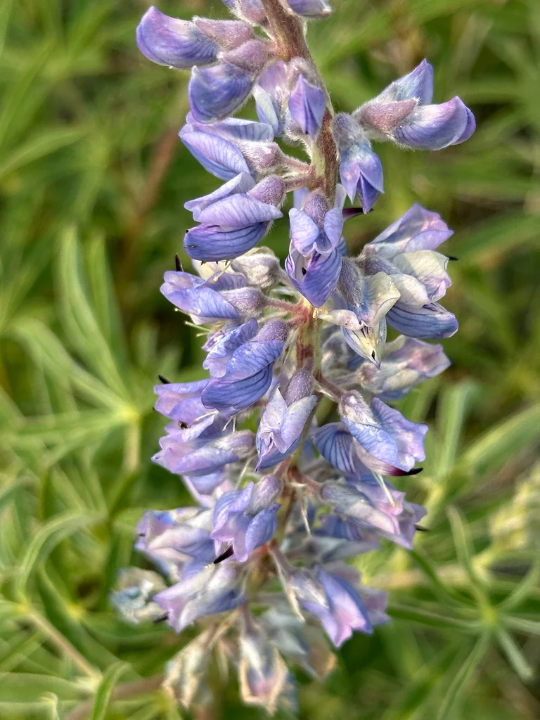 Lupinus Argenteus