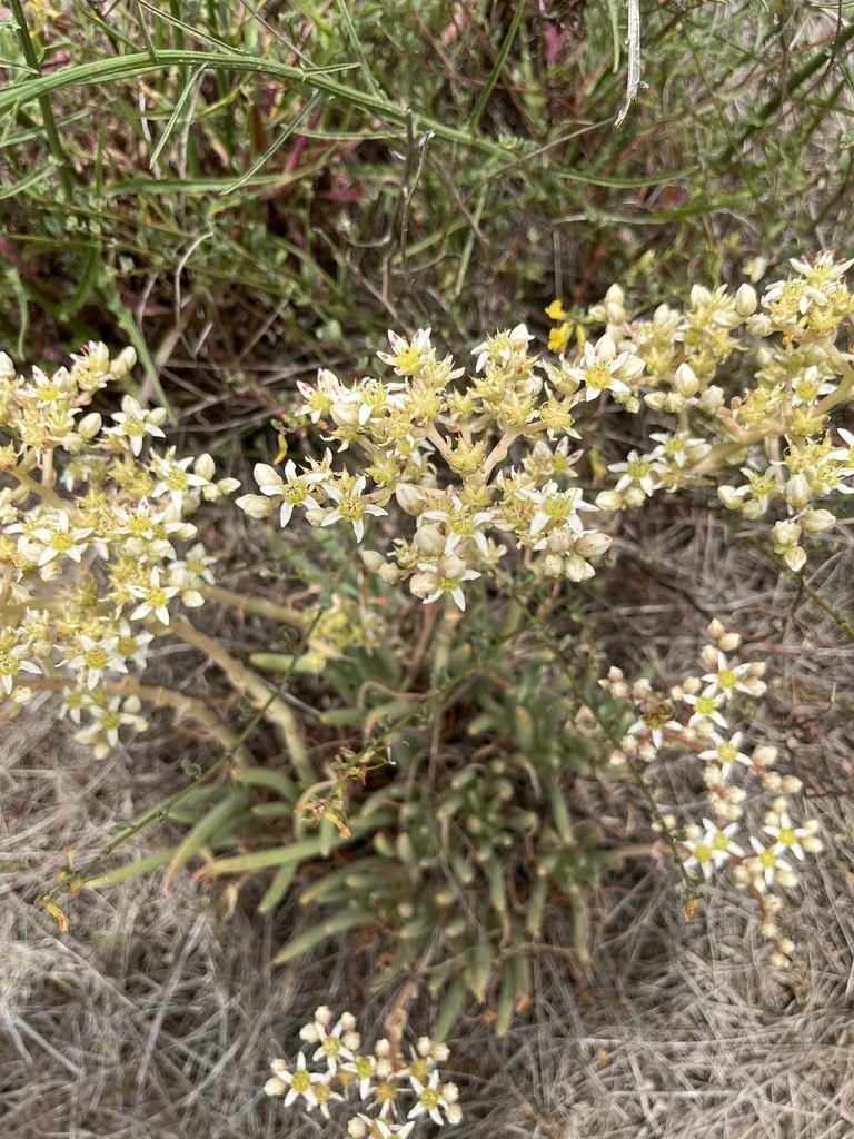 Dudleya Edulis