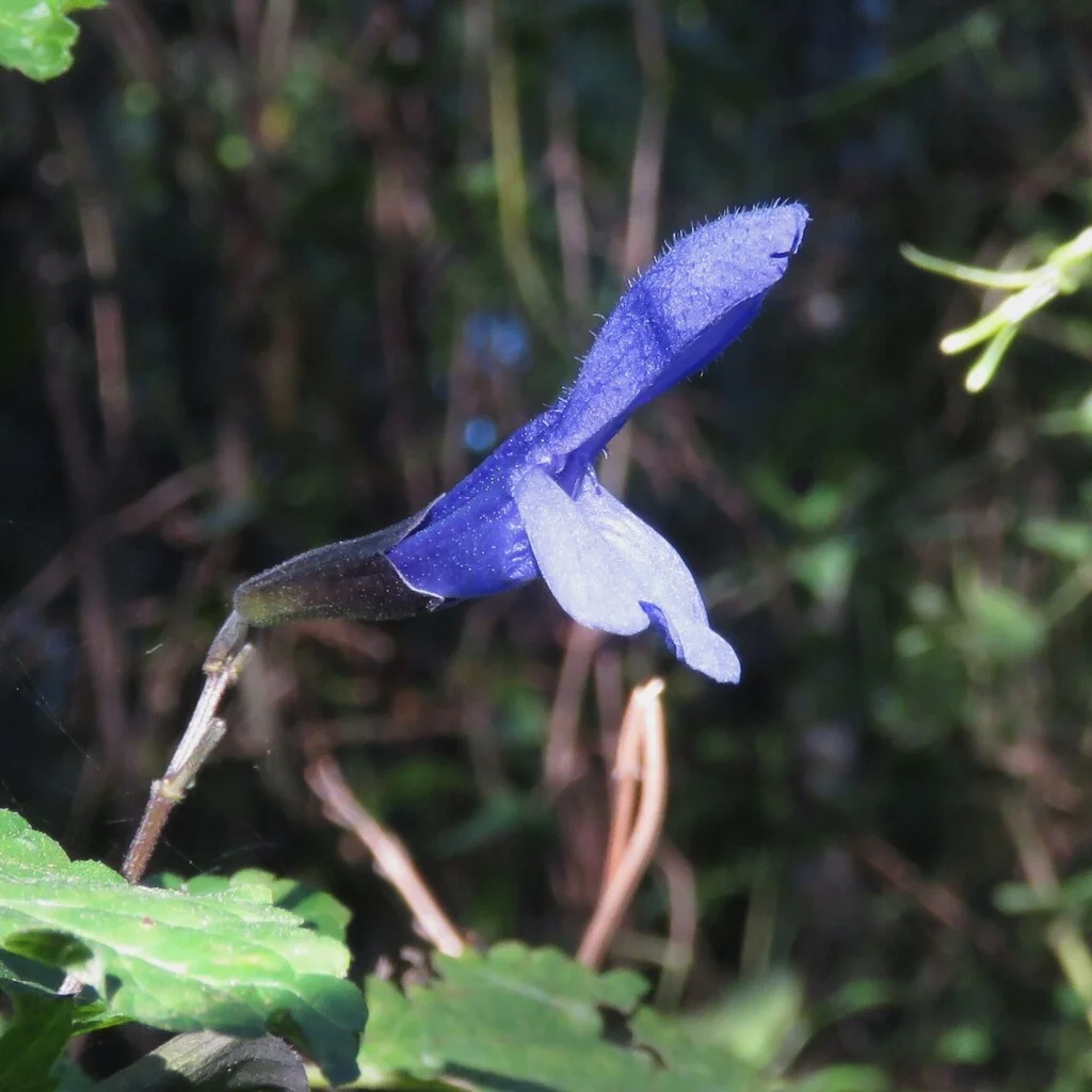 Salvia Guaranitica