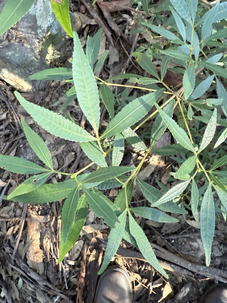 Ceratopetalum Gummiferum