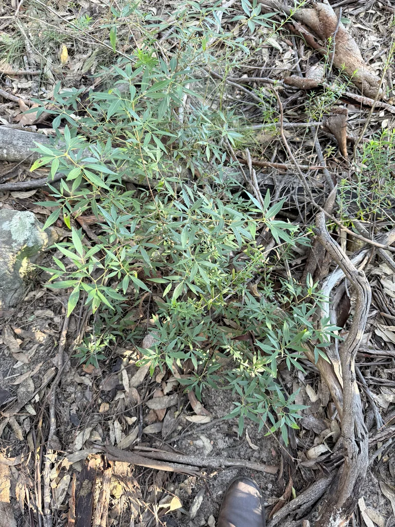 Ceratopetalum Gummiferum