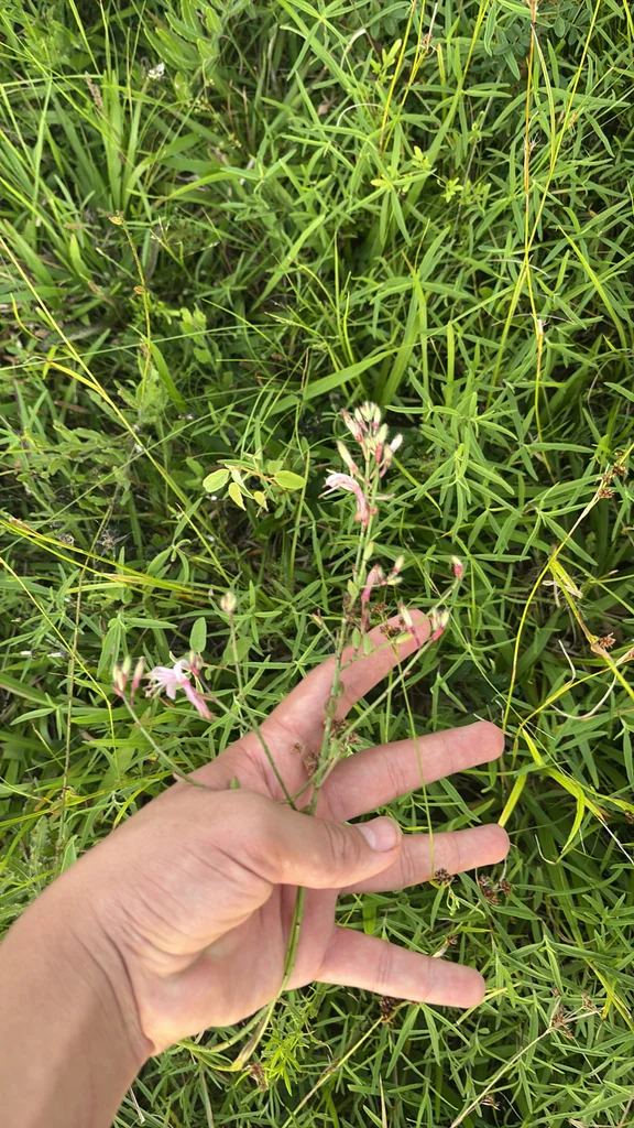 Oenothera lindheimeri