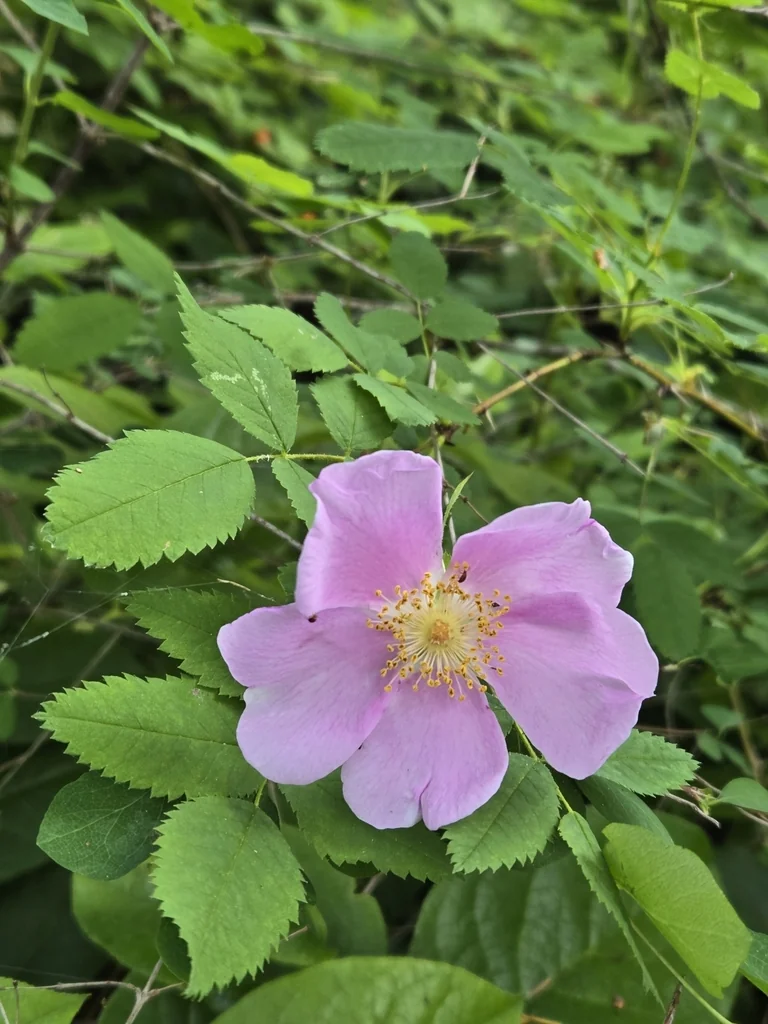Rosa Nutkana