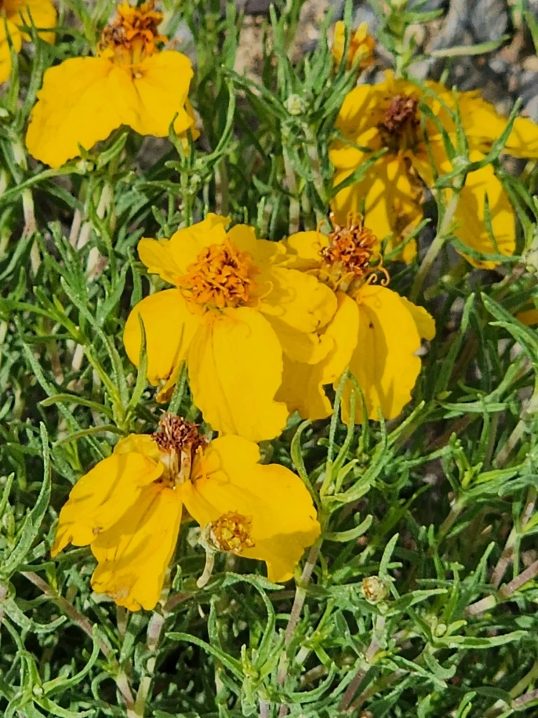 Zinnia Grandiflora