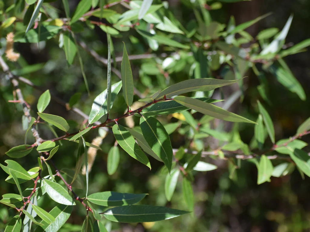 Salix Laevigata
