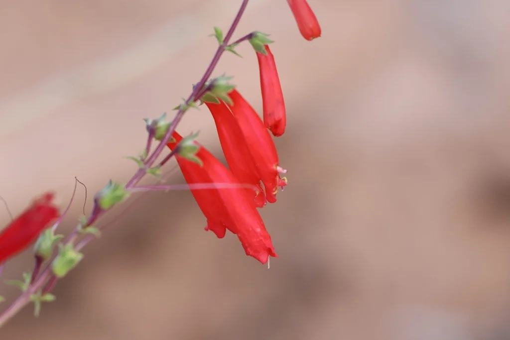 Penstemon Eatonii