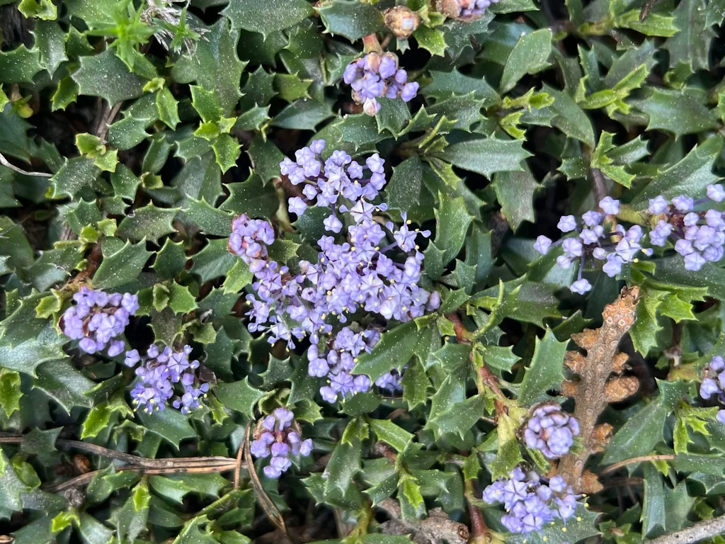 Ceanothus Prostratus