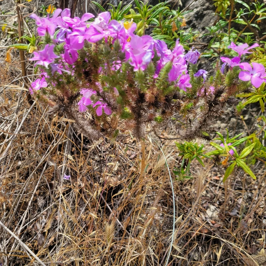 Linanthus Californicus