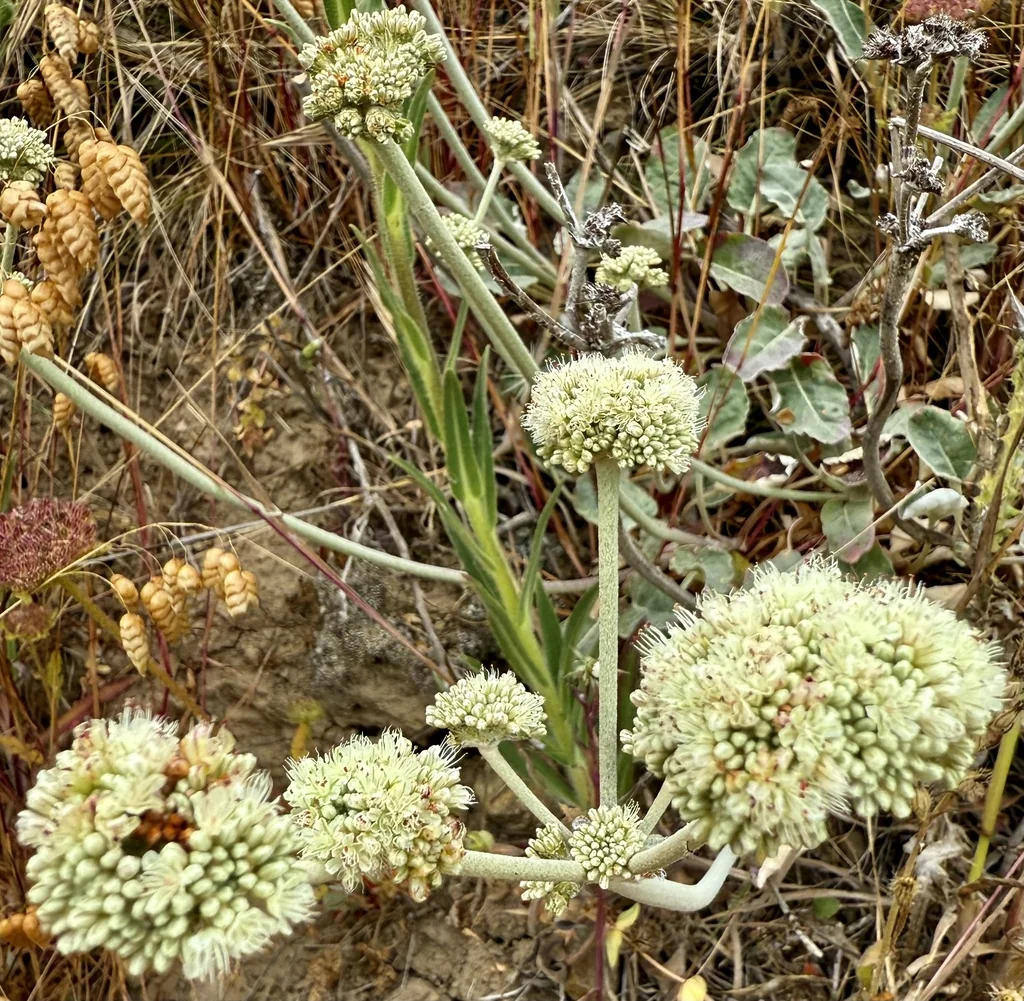 Eriogonum latifolium
