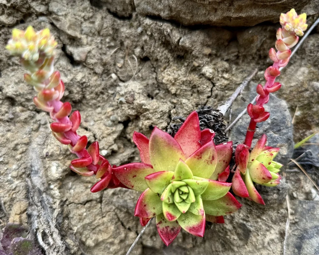 Dudleya Farinosa