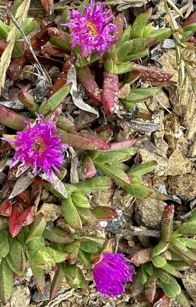 Carpobrotus Chilensis