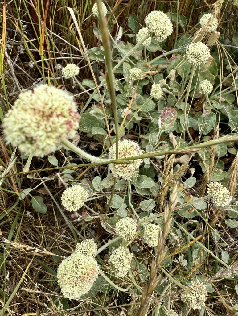 Eriogonum latifolium