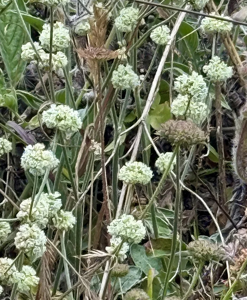 Eriogonum latifolium