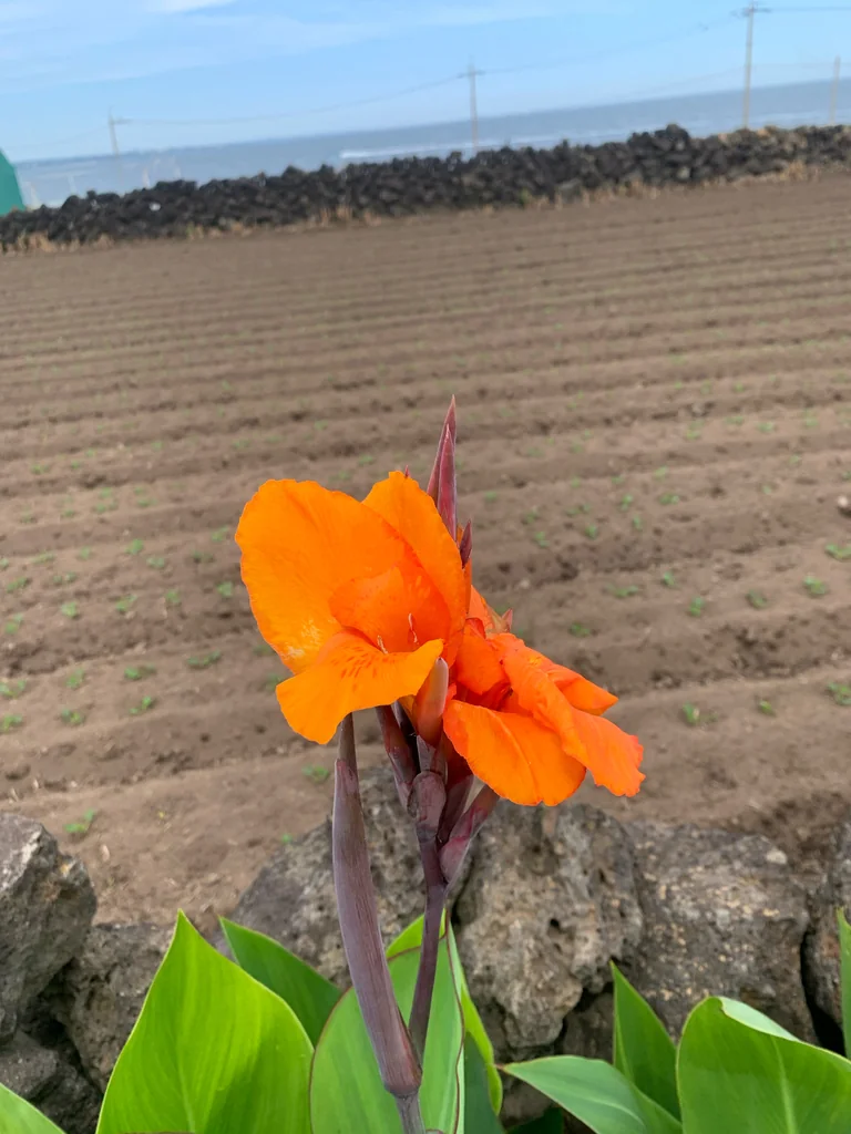 Canna generalis
