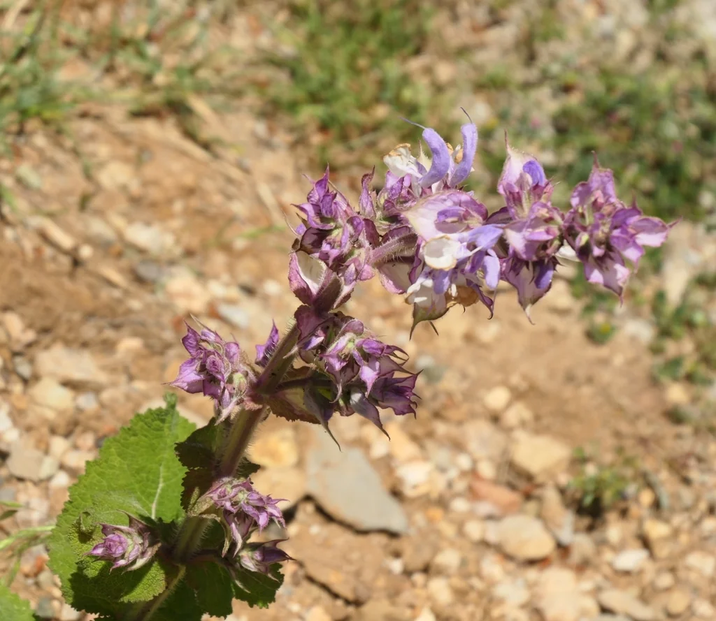 Salvia Sclarea