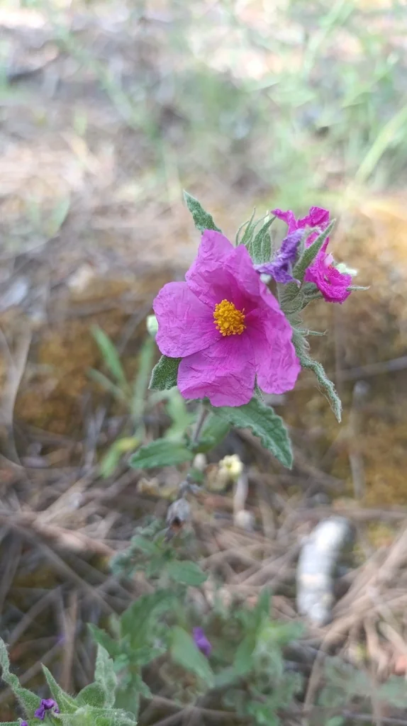 Cistus Crispus