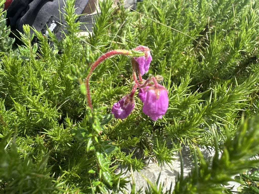 Daboecia Cantabrica