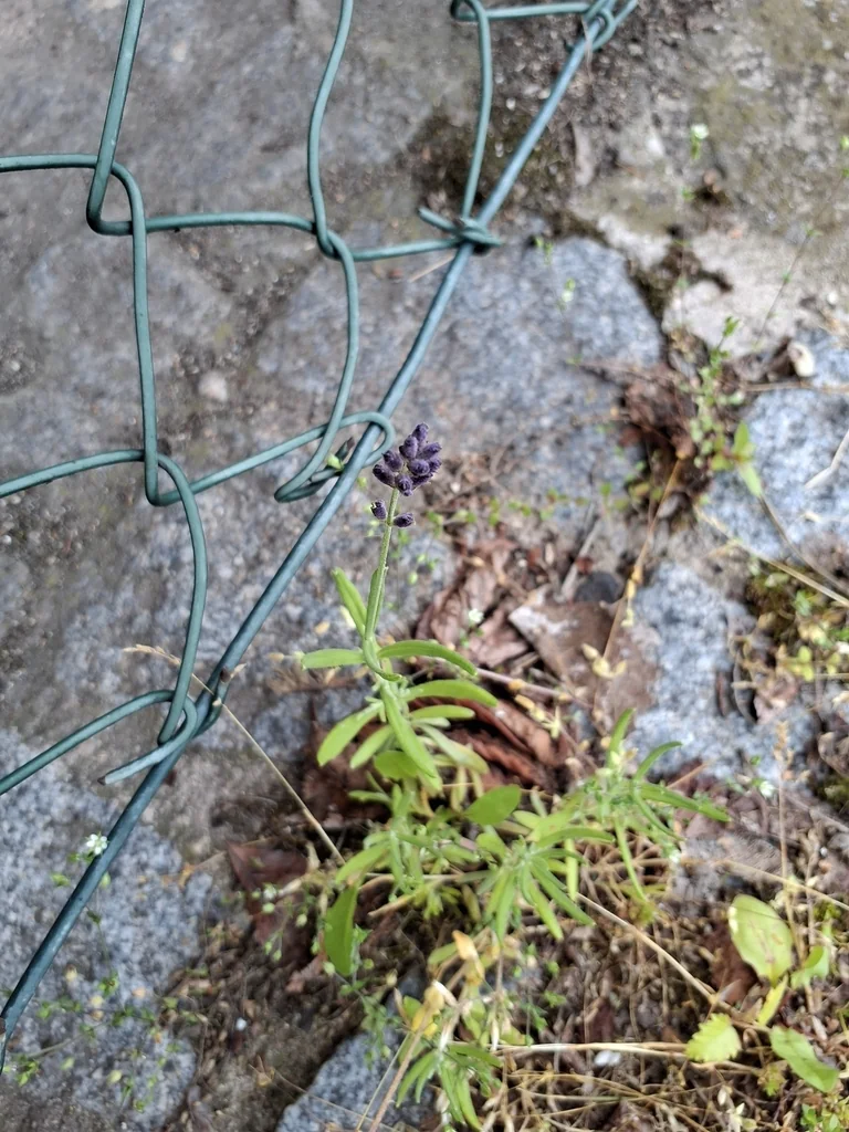 Lavandula angustifolia