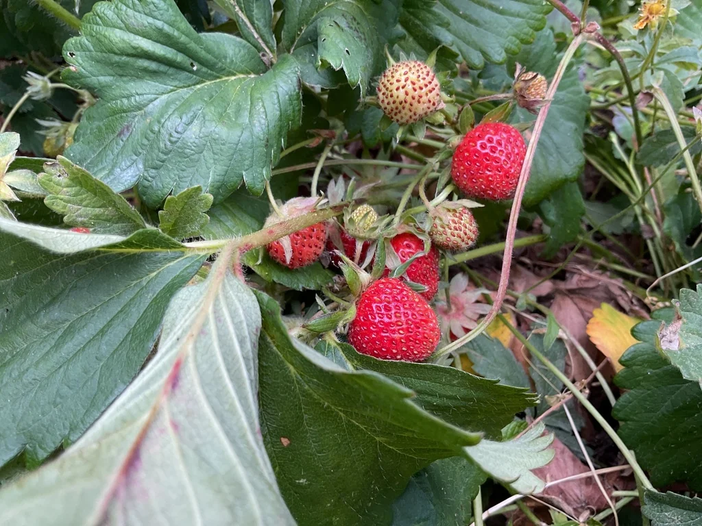 Fragaria ananassa