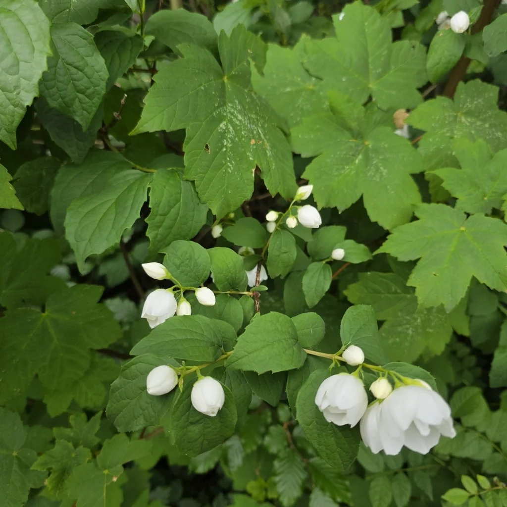 Philadelphus Coronarius