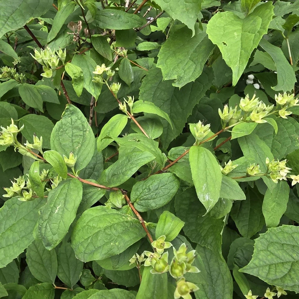 Philadelphus Coronarius