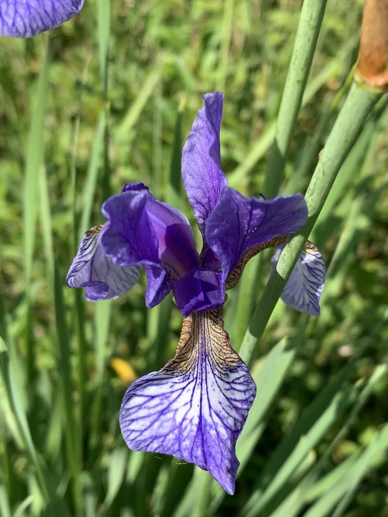 Iris Sibirica