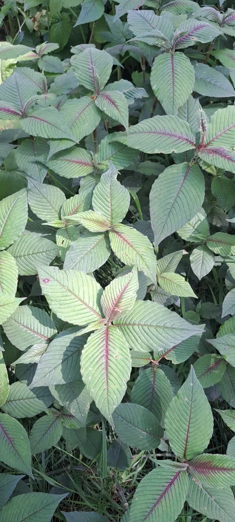 Persicaria Campanulata