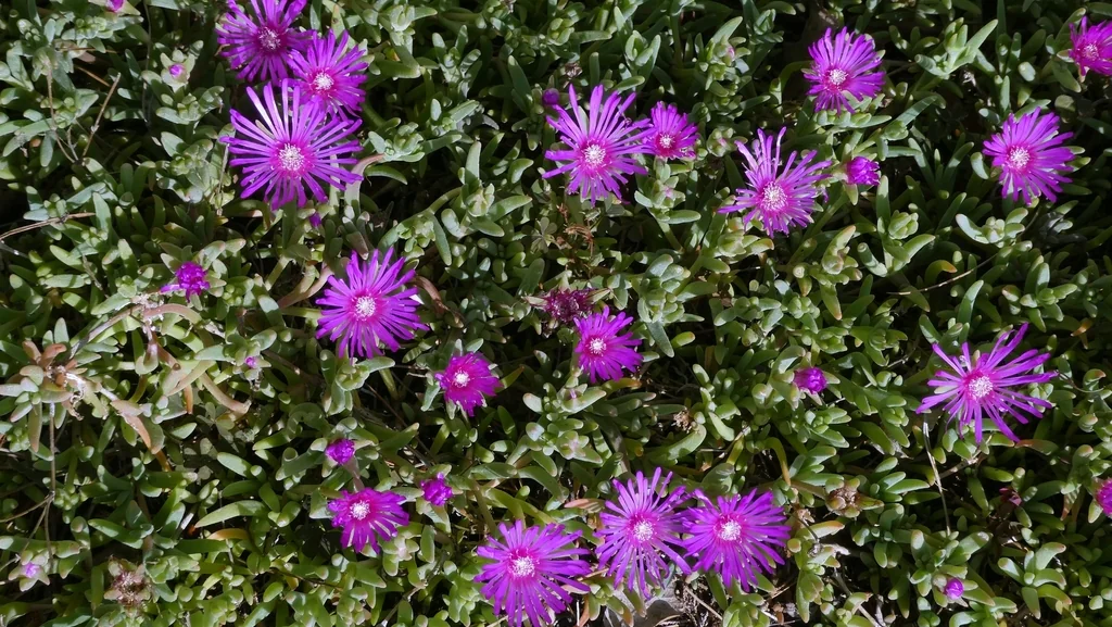 Delosperma Cooperi
