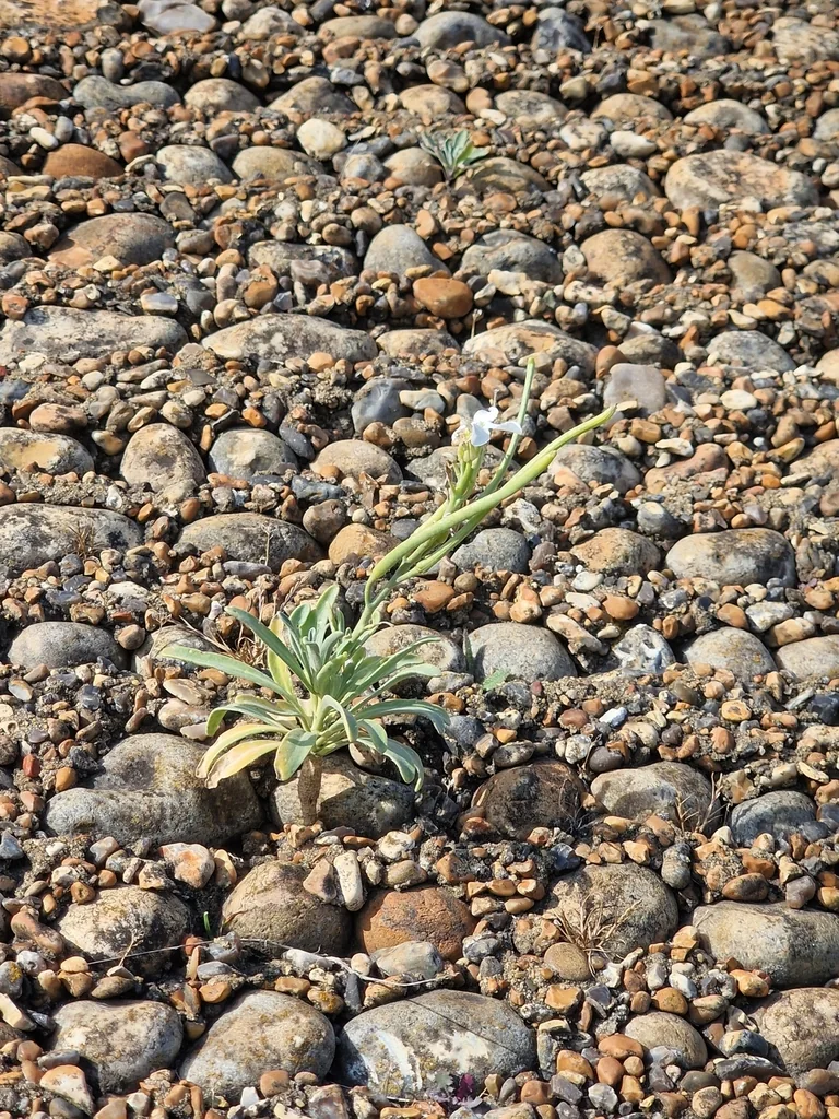 Matthiola Incana