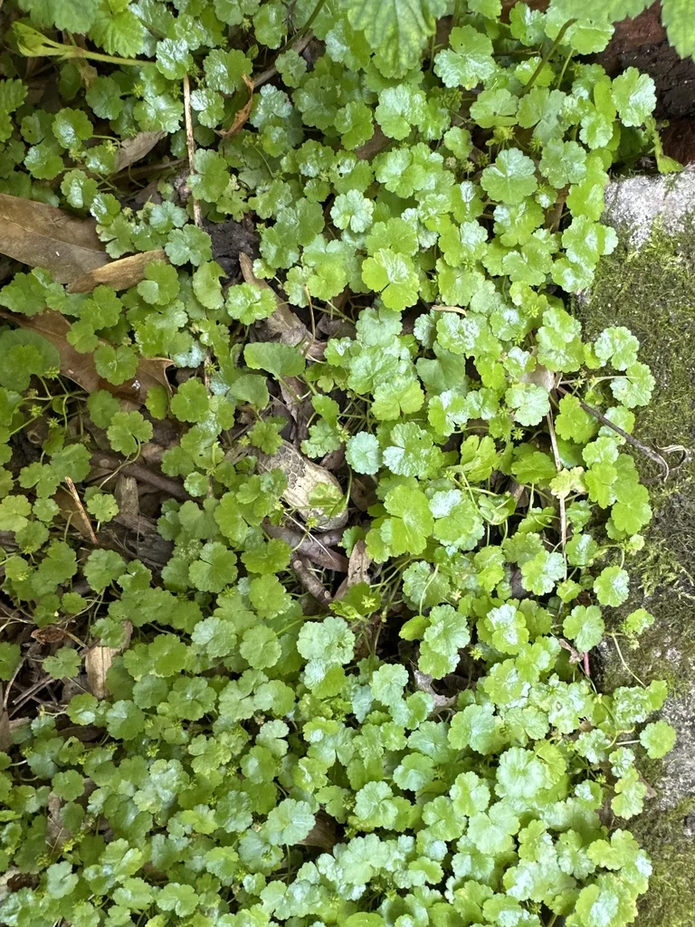 Hydrocotyle Sibthorpioides