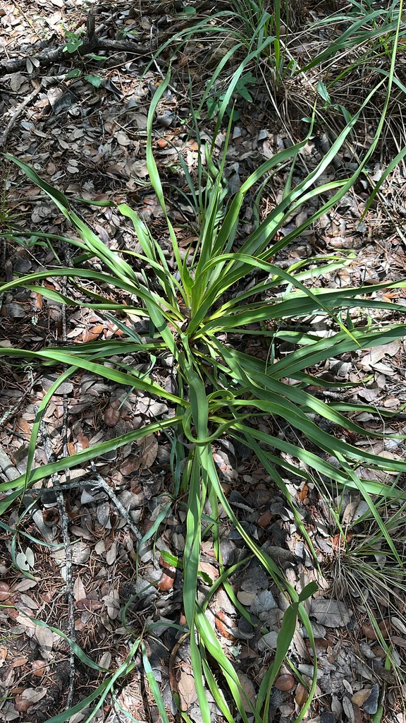 Yucca Rupicola