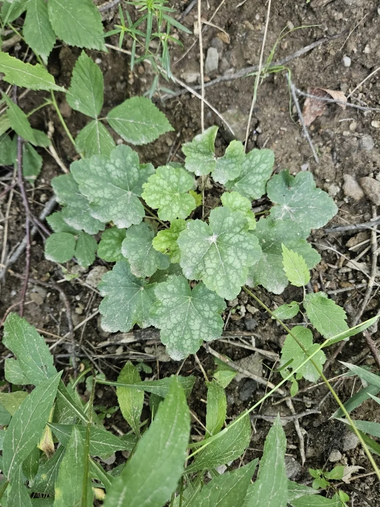 Heuchera Americana