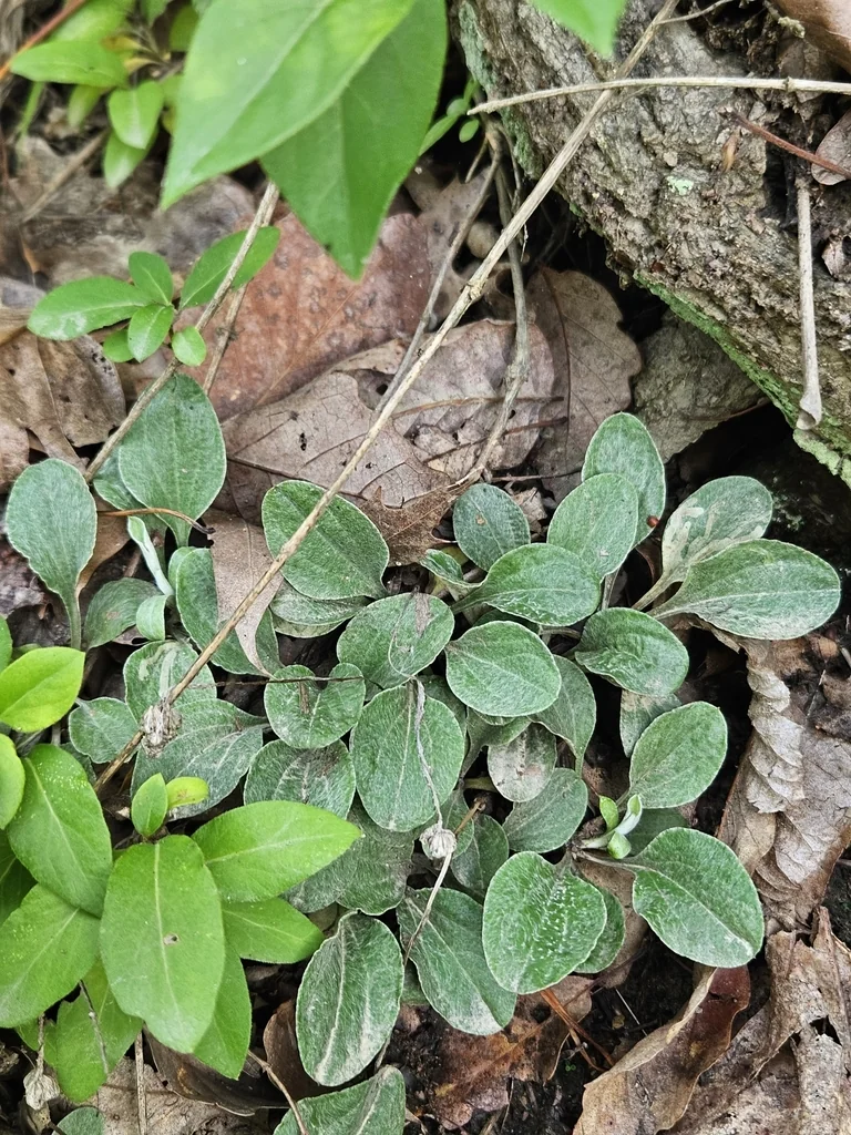 Antennaria Plantaginifolia