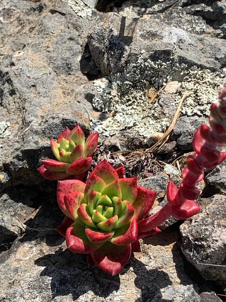 Dudleya Farinosa