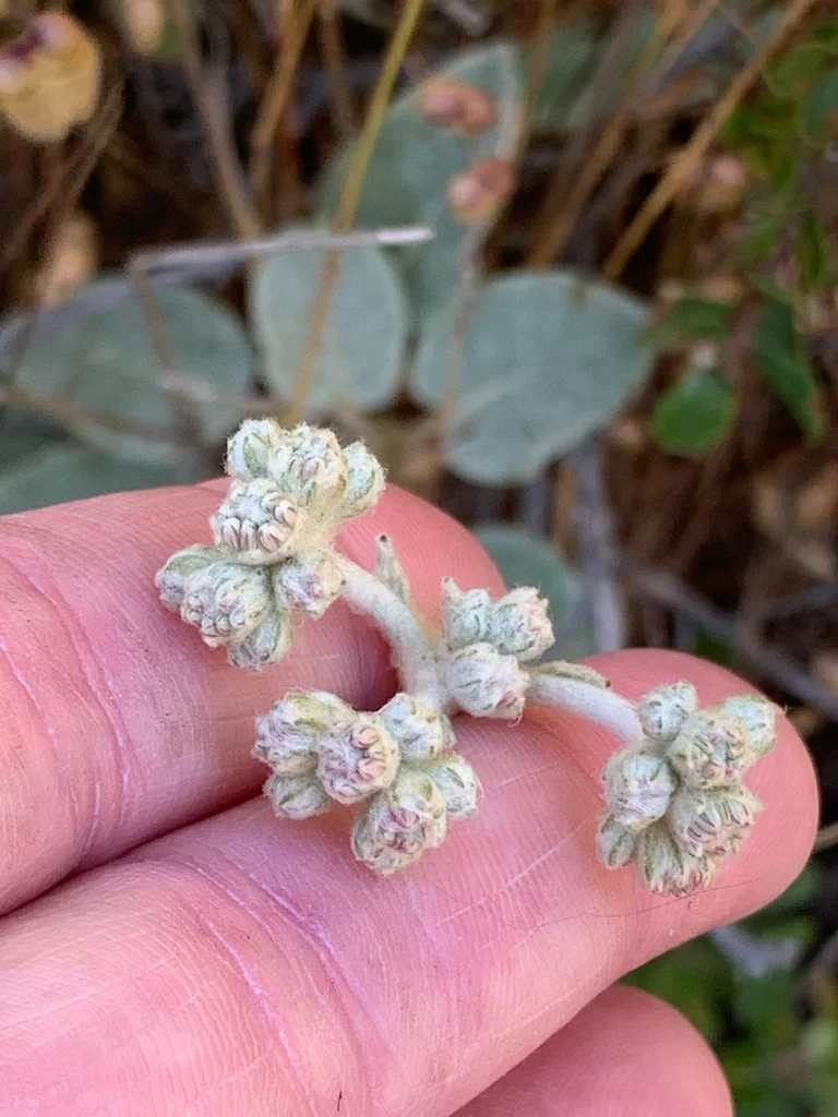 Eriogonum latifolium