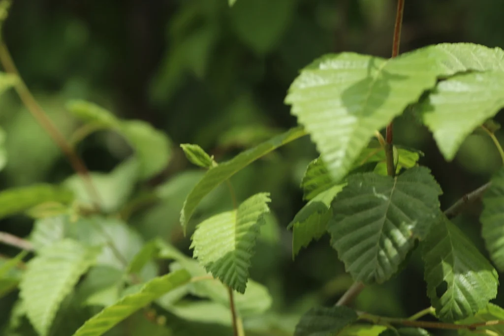 Alnus Incana Ssp. Tenuifolia