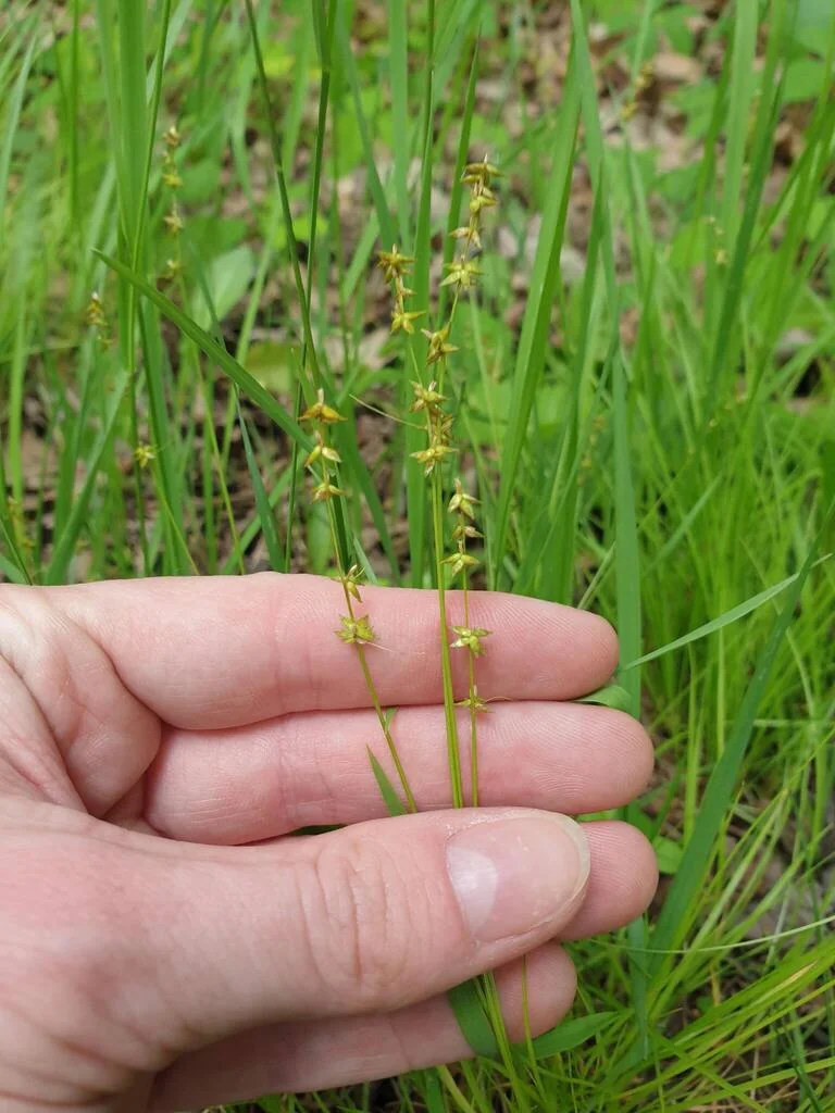 Carex Radiata