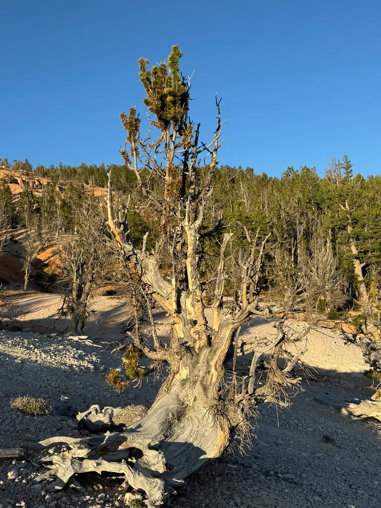 Pinus Longaeva