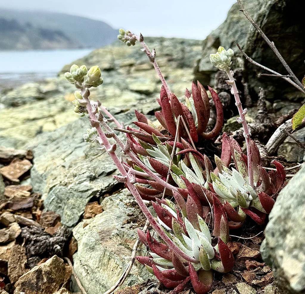 Dudleya Caespitosa