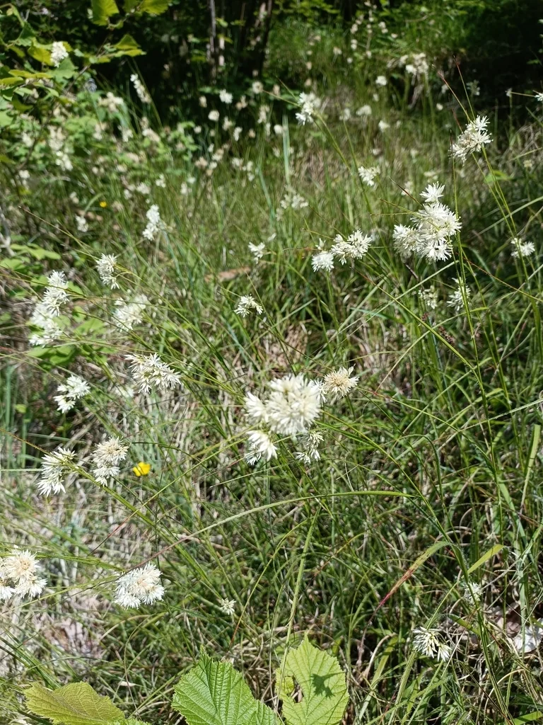 Luzula Nivea