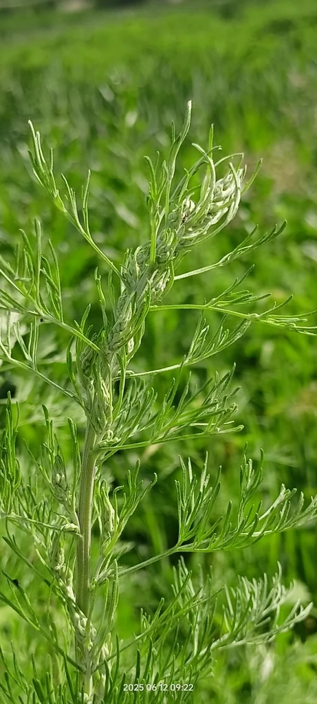 Artemisia Abrotanum
