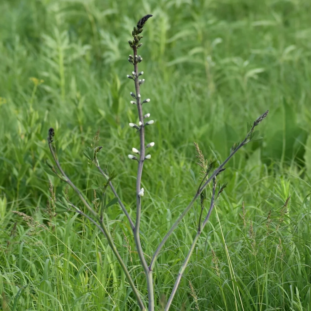 Baptisia Alba