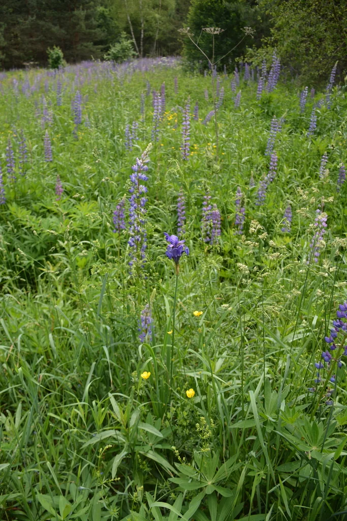 Iris Sibirica