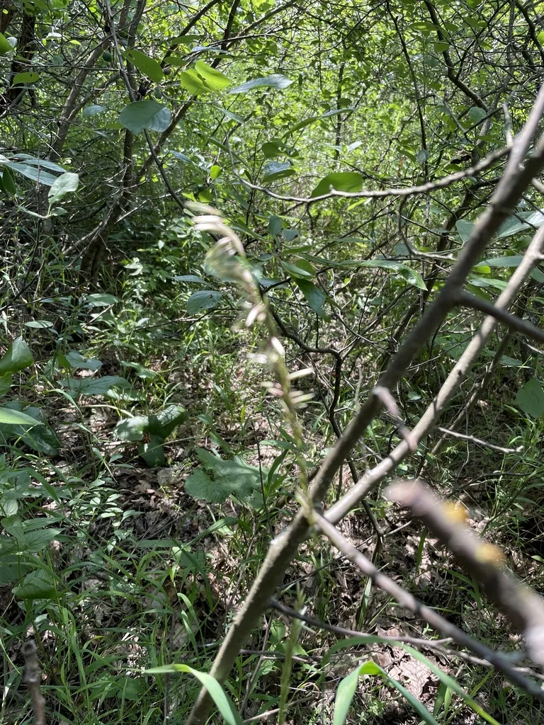 Melica Altissima