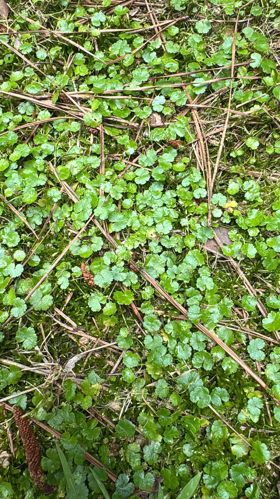 Hydrocotyle Sibthorpioides